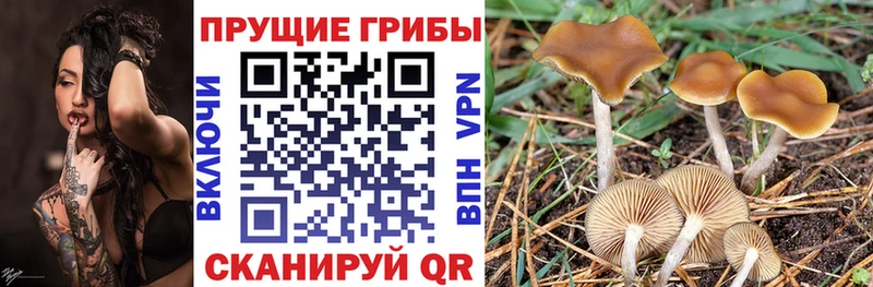 Галлюциногенные грибы Psilocybe  мега ссылки  Светлый  купить  